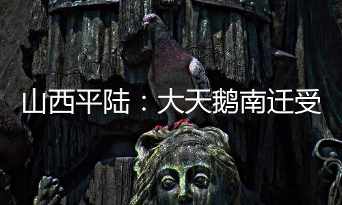 山西平陆:大天鹅南迁受伤掉队 村民精心护理后放飞